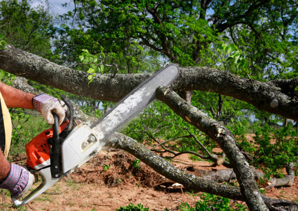 Tree Root Removal in Mathews, VA